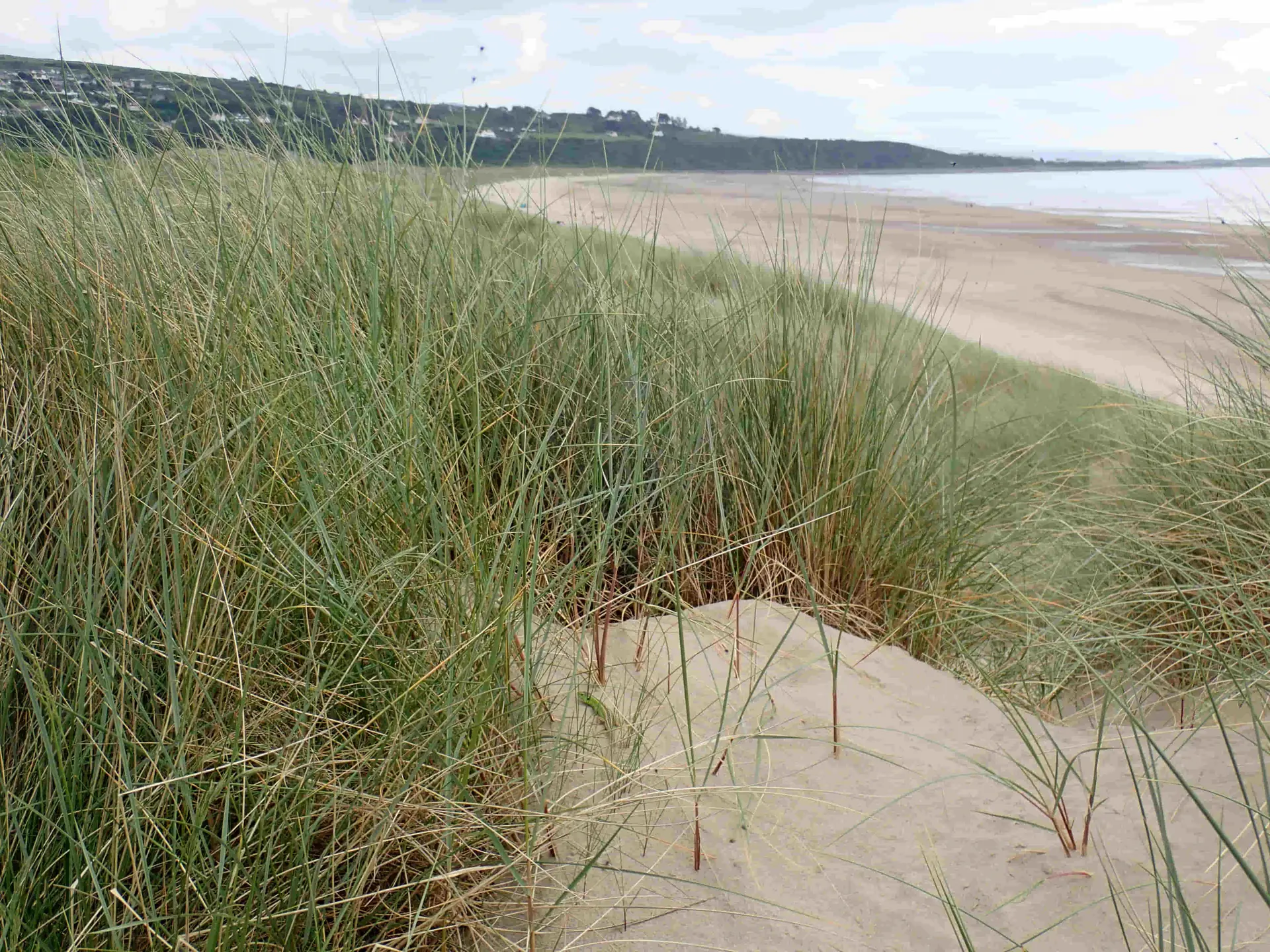 Sand dunes with Marram Grass, Morfa Harlech